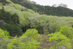 里山　春の息吹