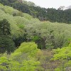 里山　春の息吹