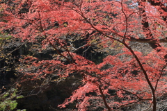 秋の誉