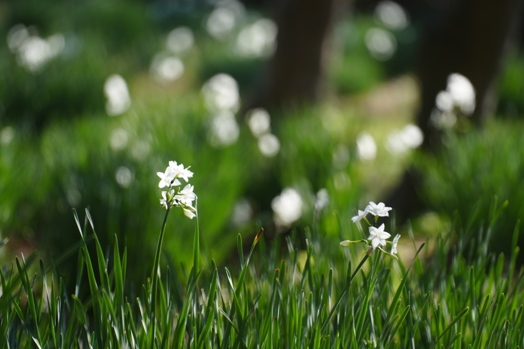 ペーパーホワイト