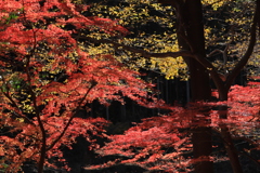 秋の彩Ⅶ