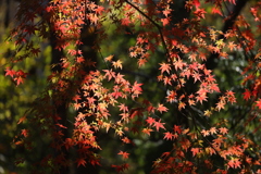秋の彩Ⅳ