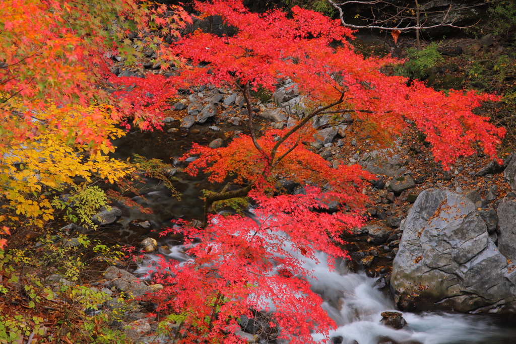 中津峡の秋