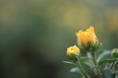 歩道　植え込みの菊