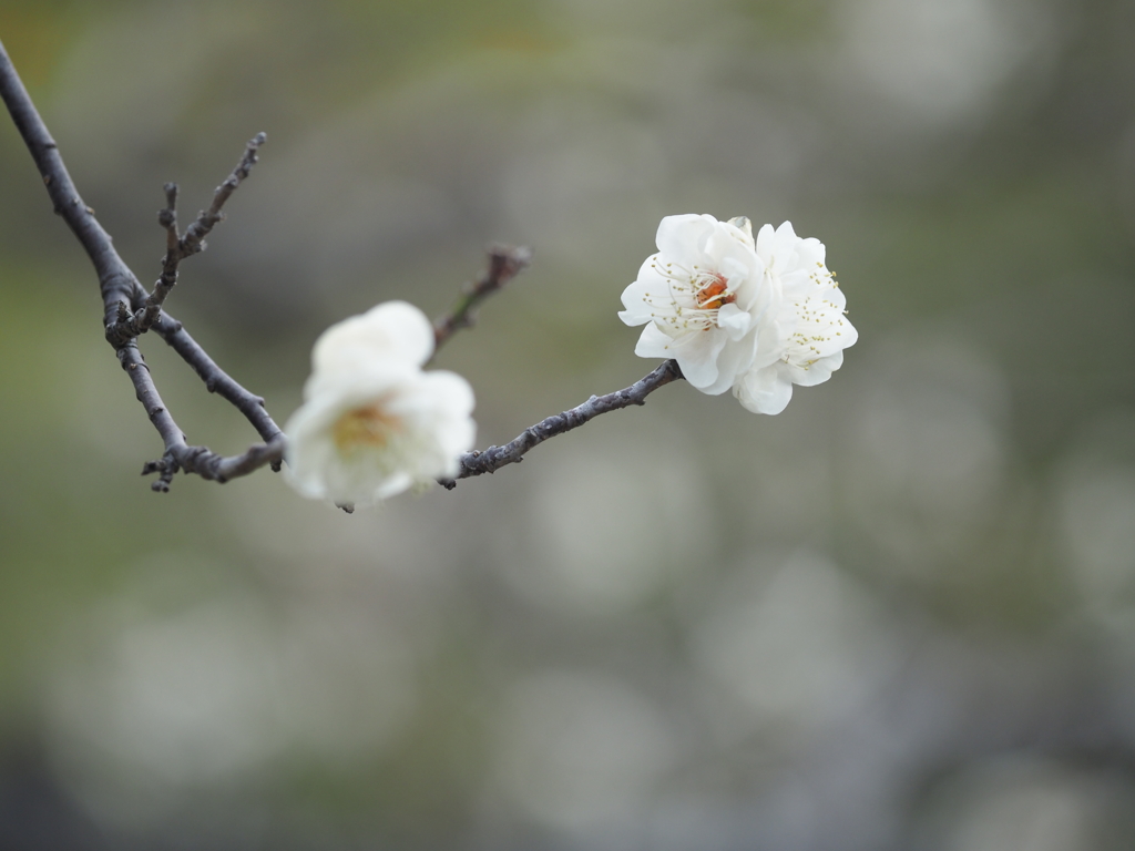 春に向かってⅤ