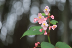 秋化粧