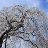 枝垂れ桜
