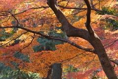 モミジ山の秋