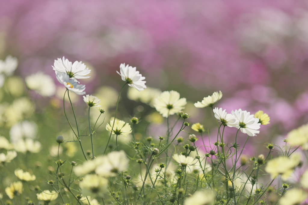 秋の花園Ⅵ