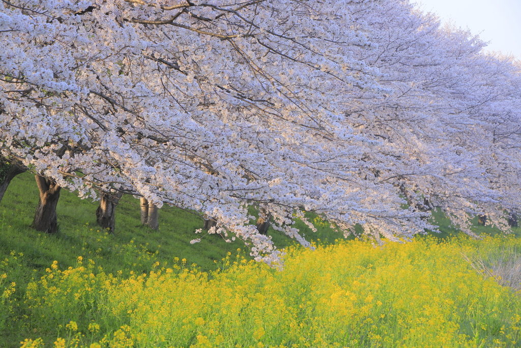 花嵐Ⅱ