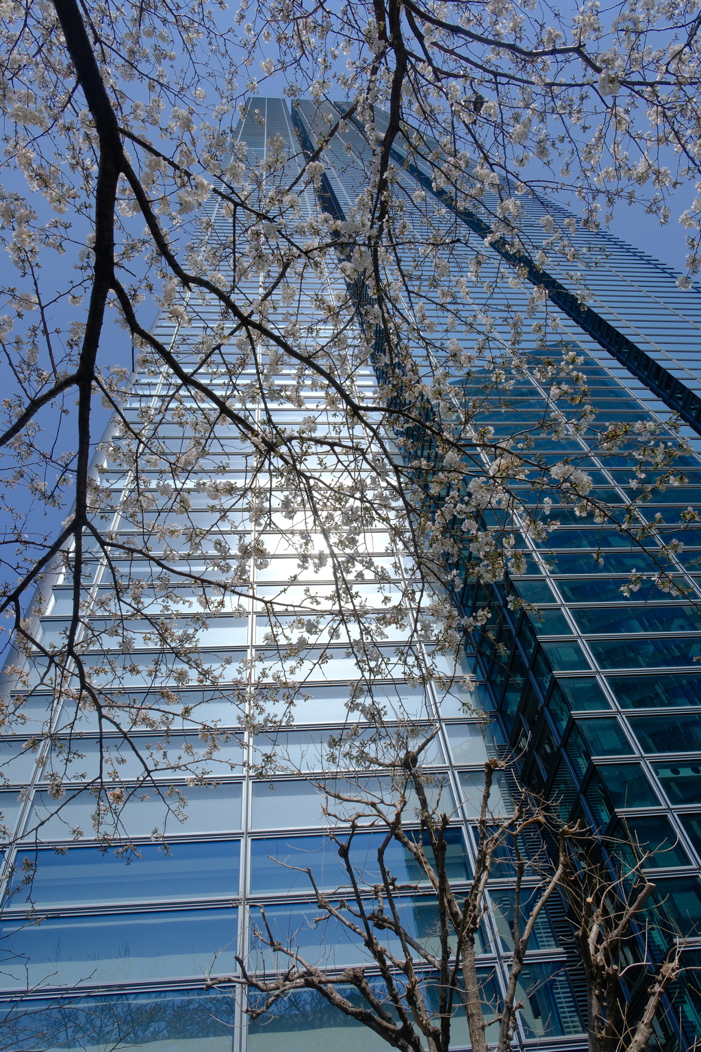 日テレサクラ