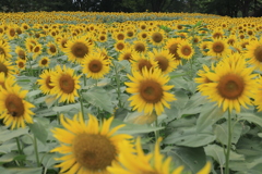 勢揃い夏の顔