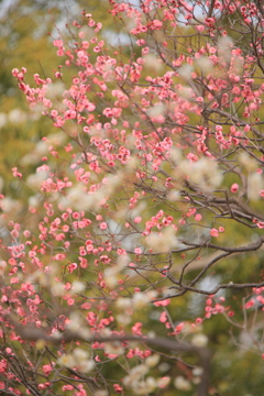 春の香りⅡ