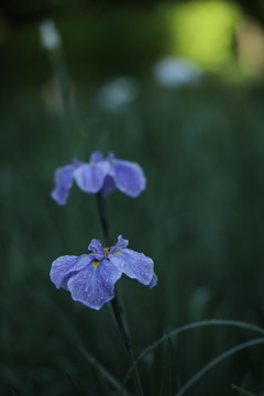 菖蒲