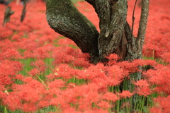 彼岸花