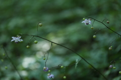 妖精の森