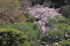 遠方より花見