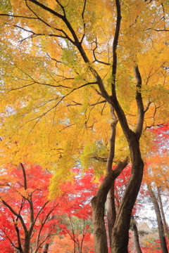 天まで紅（黄）葉