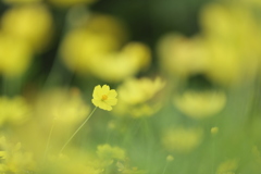 こんにちは～
