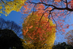見上げた秋Ⅴ