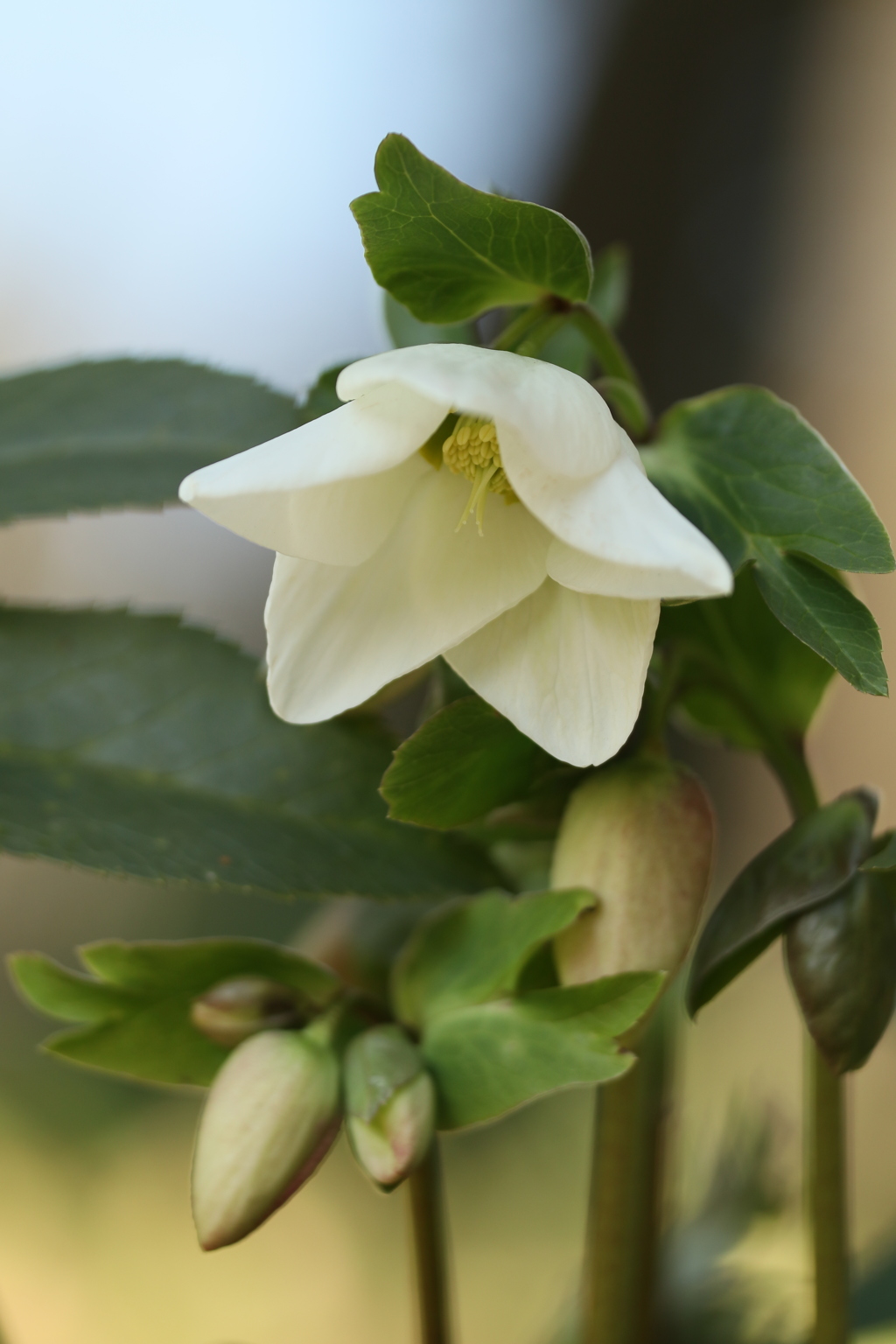 クリスマスローズ