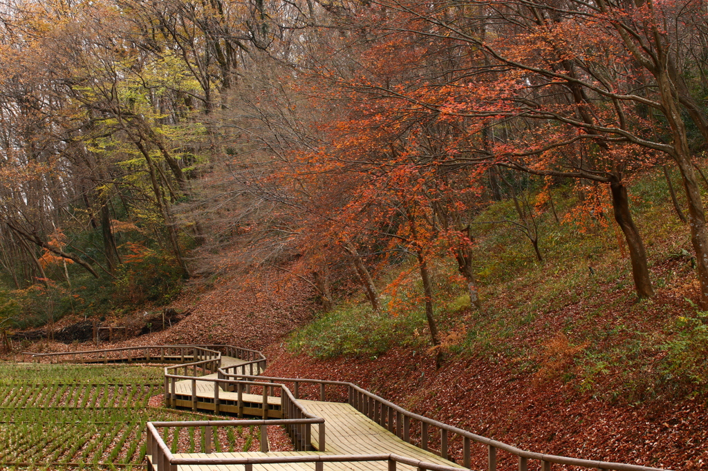 公園紅葉景色