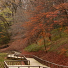 公園紅葉景色