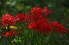 曼珠沙華