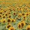 夏の顔　顔　顔