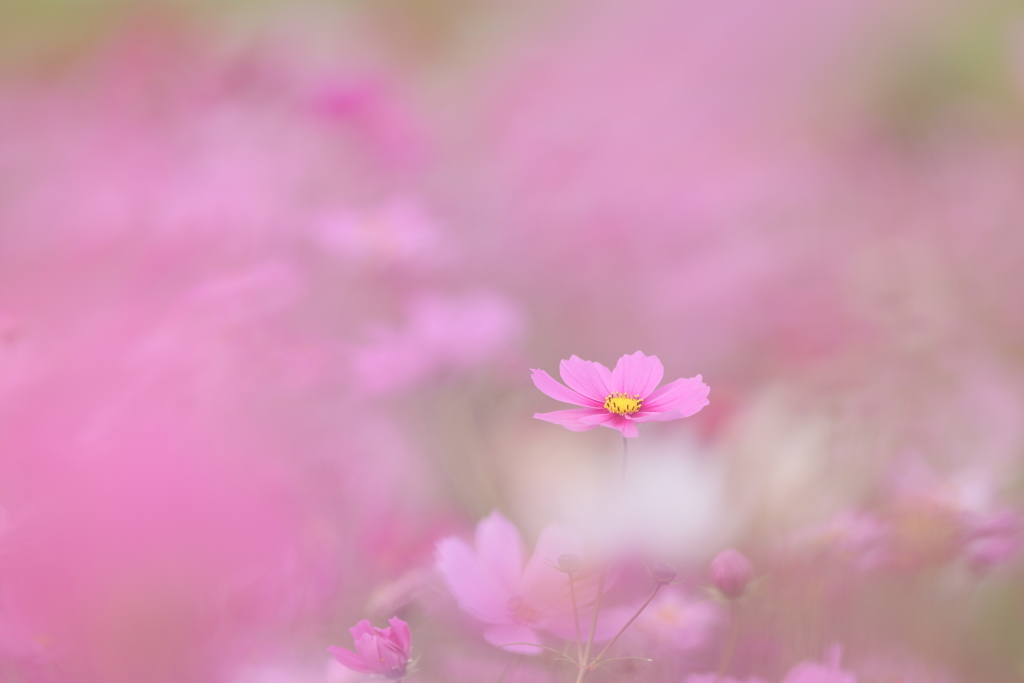 秋の花園Ⅴ