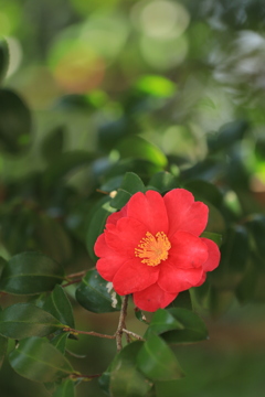 春に向かって