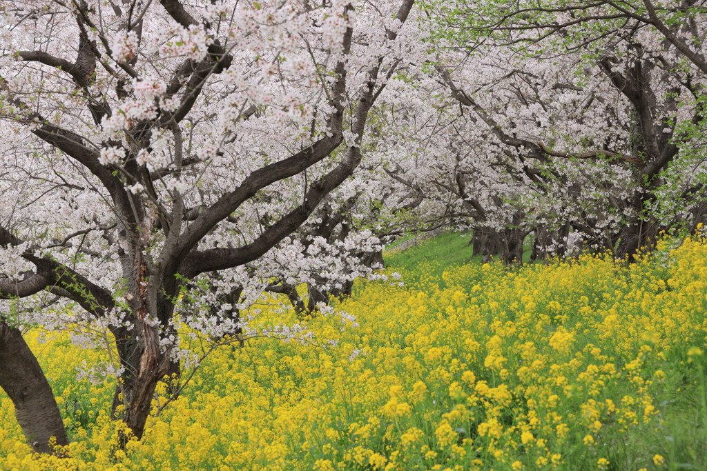 花園
