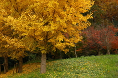 公園紅葉景色