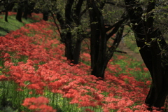 彼岸花