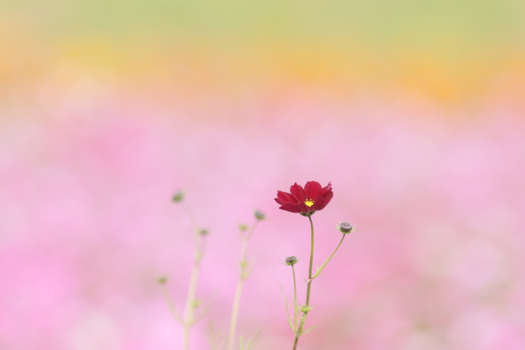 秋の花園Ⅲ