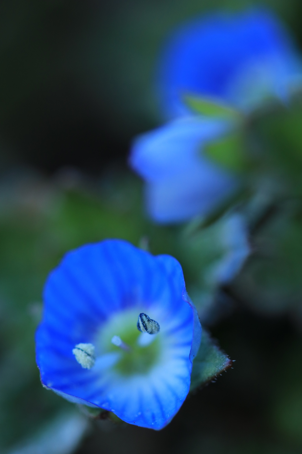 春の息吹Ⅱ