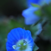 春の息吹Ⅱ