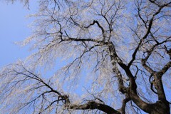 枝垂れ桜