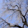 枝垂れ桜