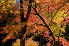 風情Ⅱ