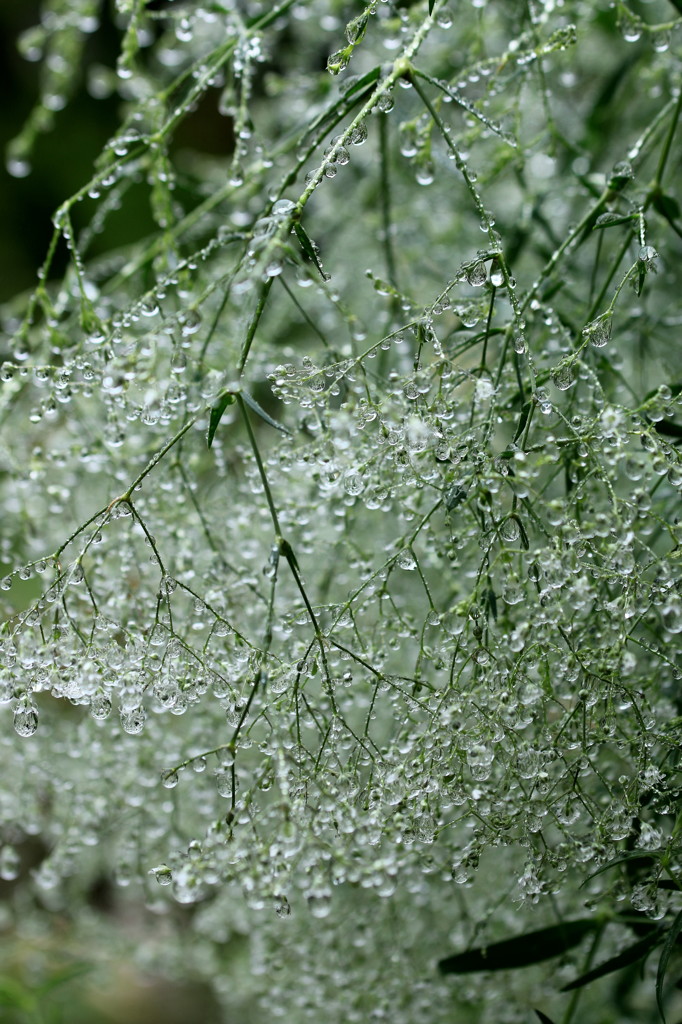 雨に咲く花