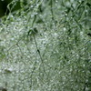 雨に咲く花