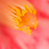 溶
