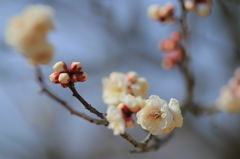 梅は咲いたが、桜はまだかいな！