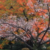 和風