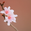 冬桜