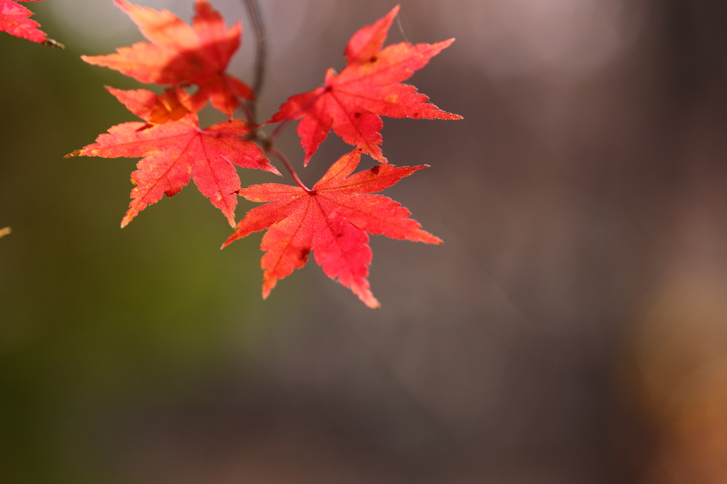 公園紅葉景色