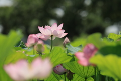 天女の池
