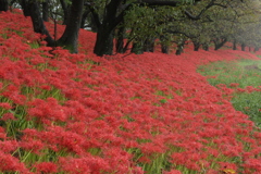 秋を愛でるⅤ