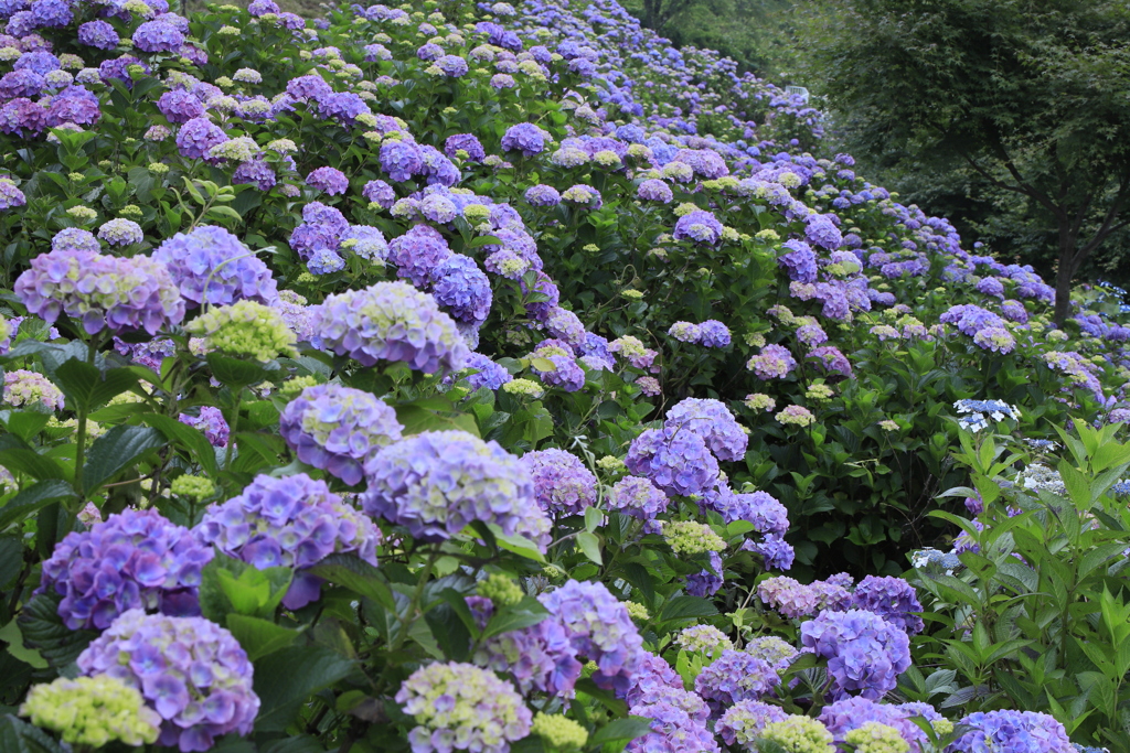 紫陽花の園Ⅱ